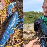 A family stumbled on a stunning electric-blue lobster in a Cornish rock pool - a one-in-two-million find experts say is caused by a genetic quirk.
