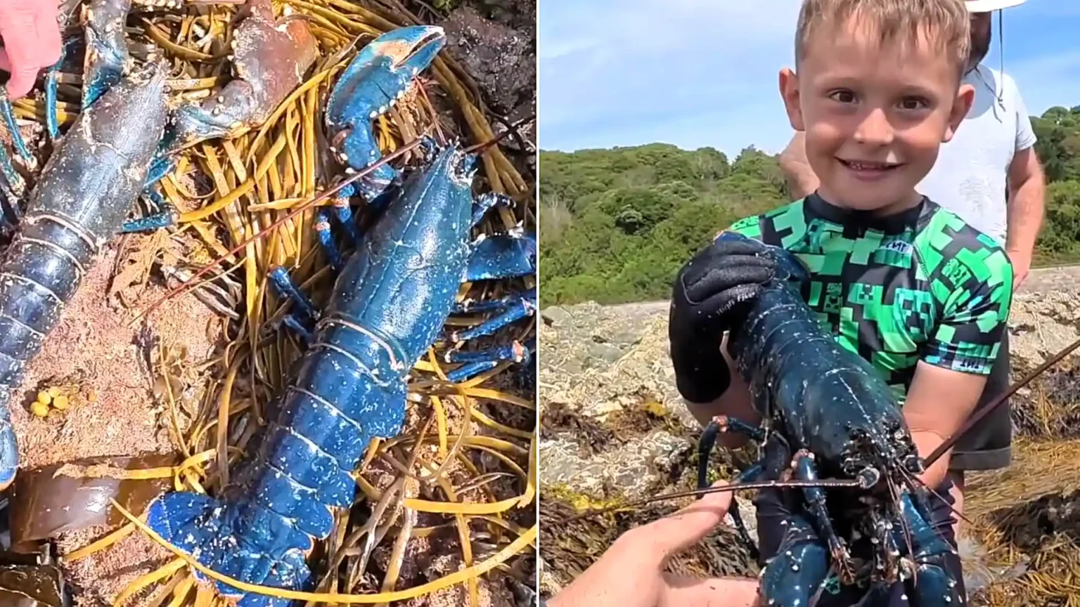 A family stumbled on a stunning electric-blue lobster in a Cornish rock pool - a one-in-two-million find experts say is caused by a genetic quirk.
