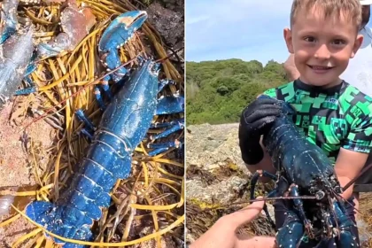 A family stumbled on a stunning electric-blue lobster in a Cornish rock pool - a one-in-two-million find experts say is caused by a genetic quirk.