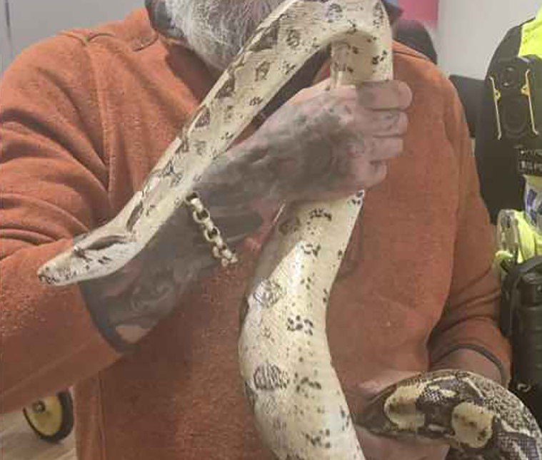 Two cops turned snake wranglers to rescue a 4ft boa constrictor coiled up inside a car engine - using a coat hanger taped to a police baton.
