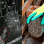 A gift shop owner feared something a little bit freaky was going on after items started moving and smashing - before CCTV unmasked an acrobatic hedgehog.
