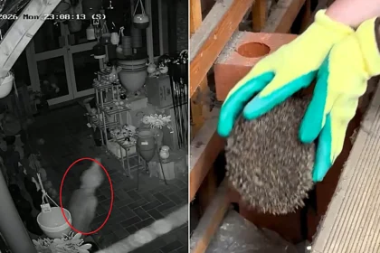 A gift shop owner feared something a little bit freaky was going on after items started moving and smashing - before CCTV unmasked an acrobatic hedgehog.