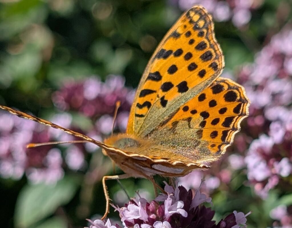 A girl of six spotted one of Britain's rarest butterfly visitors at the Eden Project - the Queen of Spain fritillary, seen just a handful of times in England this year.