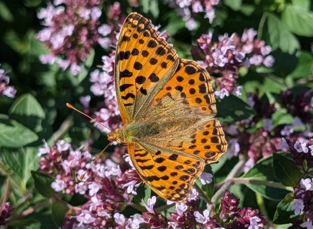 A girl of six spotted one of Britain's rarest butterfly visitors at the Eden Project - the Queen of Spain fritillary, seen just a handful of times in England this year.