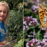 A girl of six spotted one of Britain's rarest butterfly visitors at the Eden Project - the Queen of Spain fritillary, seen just a handful of times in England this year.