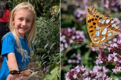 A girl of six spotted one of Britain's rarest butterfly visitors at the Eden Project - the Queen of Spain fritillary, seen just a handful of times in England this year.