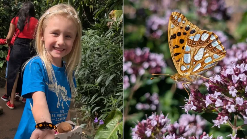 A girl of six spotted one of Britain's rarest butterfly visitors at the Eden Project - the Queen of Spain fritillary, seen just a handful of times in England this year.