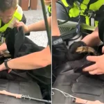 Two cops turned snake wranglers to rescue a 4ft boa constrictor coiled up inside a car engine - using a coat hanger taped to a police baton.