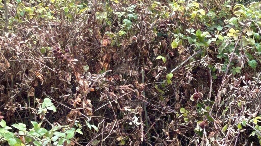 Fears killer Asian hornets have taken hold in Britain after a nest was tracked down and destroyed in Somerset - the first ever found in the county.