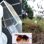 Fears killer Asian hornets have taken hold in Britain after a nest was tracked down and destroyed in Somerset - the first ever found in the county.