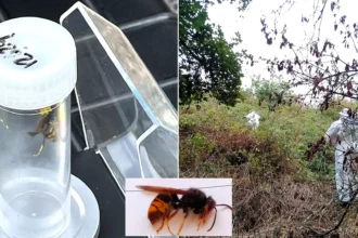Fears killer Asian hornets have taken hold in Britain after a nest was tracked down and destroyed in Somerset - the first ever found in the county.
