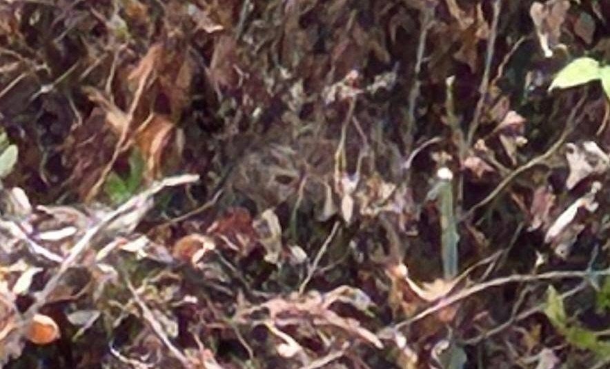 Fears killer Asian hornets have taken hold in Britain after a nest was tracked down and destroyed in Somerset - the first ever found in the county.