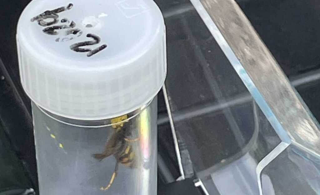 Fears killer Asian hornets have taken hold in Britain after a nest was tracked down and destroyed in Somerset - the first ever found in the county.