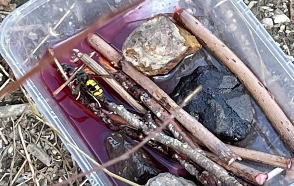 Fears killer Asian hornets have taken hold in Britain after a nest was tracked down and destroyed in Somerset - the first ever found in the county.