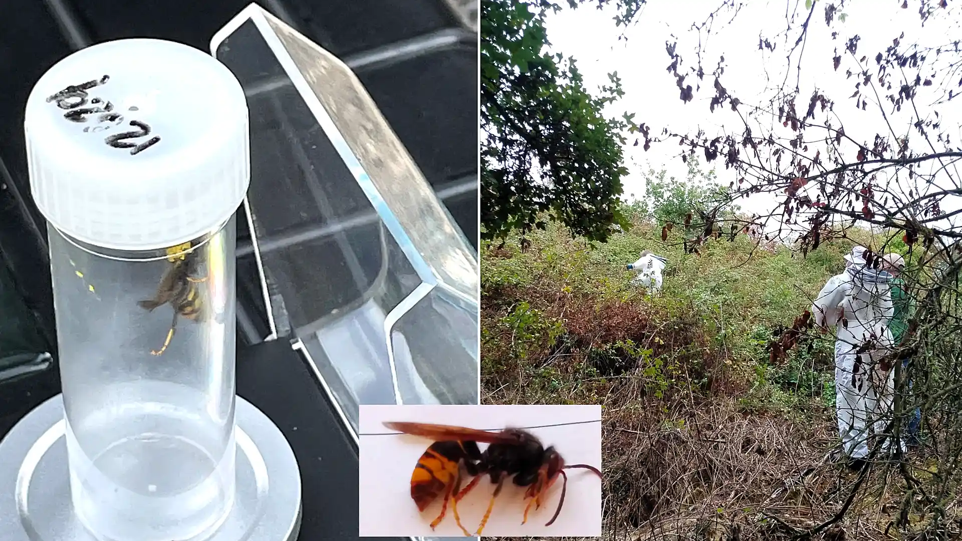 Fears killer Asian hornets have taken hold in Britain after a nest was tracked down and destroyed in Somerset - the first ever found in the county.