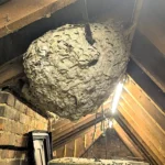 A pest expert was stunned to find a 4ft monster wasp nest holding over 10,000 insects in a loft after homeowners kept waking up to wasps in their bedroom.