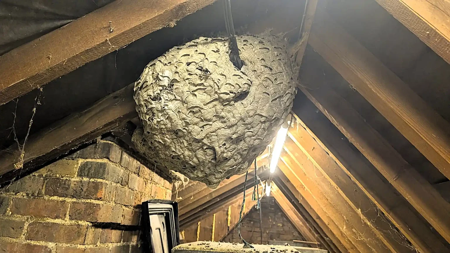 A pest expert was stunned to find a 4ft monster wasp nest holding over 10,000 insects in a loft after homeowners kept waking up to wasps in their bedroom.