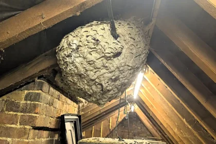 A pest expert was stunned to find a 4ft monster wasp nest holding over 10,000 insects in a loft after homeowners kept waking up to wasps in their bedroom.