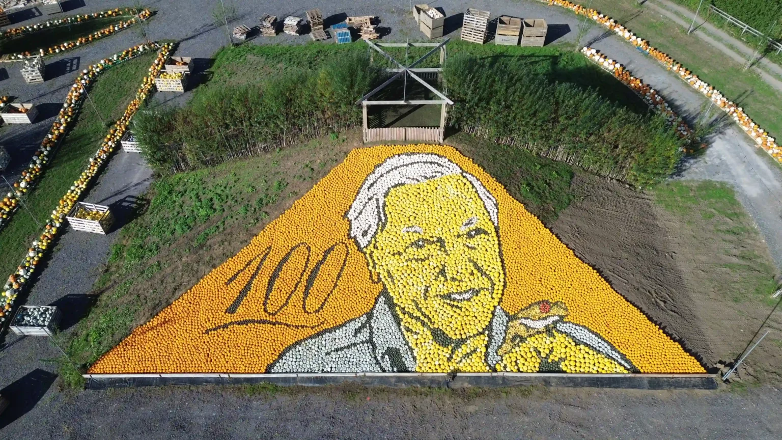 A massive portrait of Sir David Attenborough made from 11,000 pumpkins and squashes has landed a Guinness World Record - marking the icon's 100th birthday.