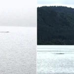 Nessie has been spotted moving against the current "like a very large eel" - with one tourist estimating the creature was at least seven metres long.