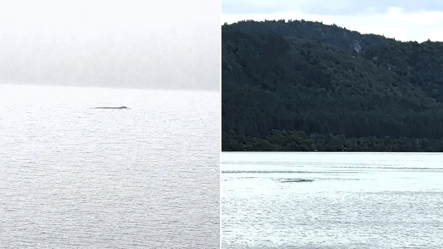 Nessie has been spotted moving against the current "like a very large eel" - with one tourist estimating the creature was at least seven metres long.