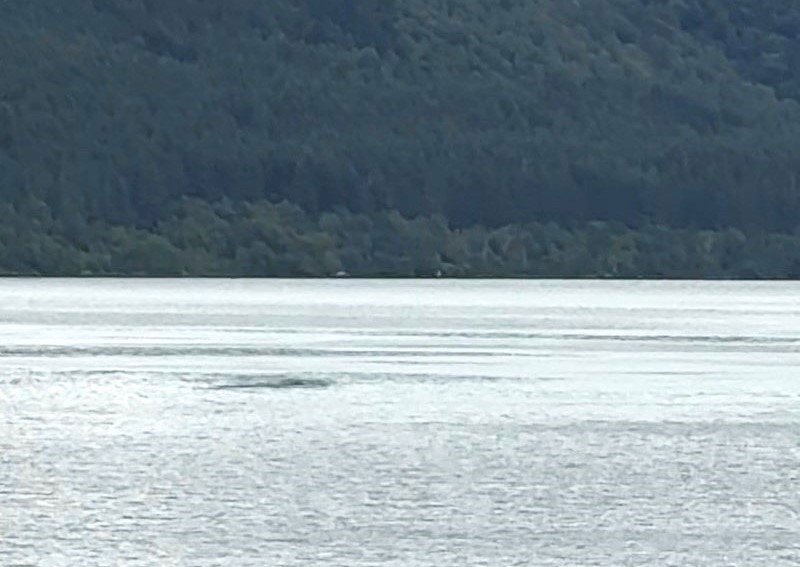 Nessie has been spotted moving against the current "like a very large eel" - with one tourist estimating the creature was at least seven metres long.