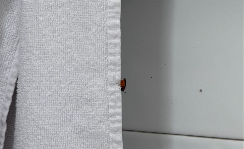 A holidaymaker says her £2,000 Majorca break was ruined by a room "smaller than a prison cell" - with bunk beds and ants crawling up the walls.