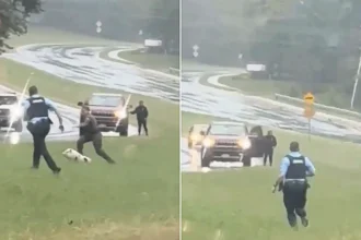 Police in Virginia were given the runaround by an escaped pig in hilarious footage showing officers chasing the speedy porker along a rain-soaked roadside in Dale City.