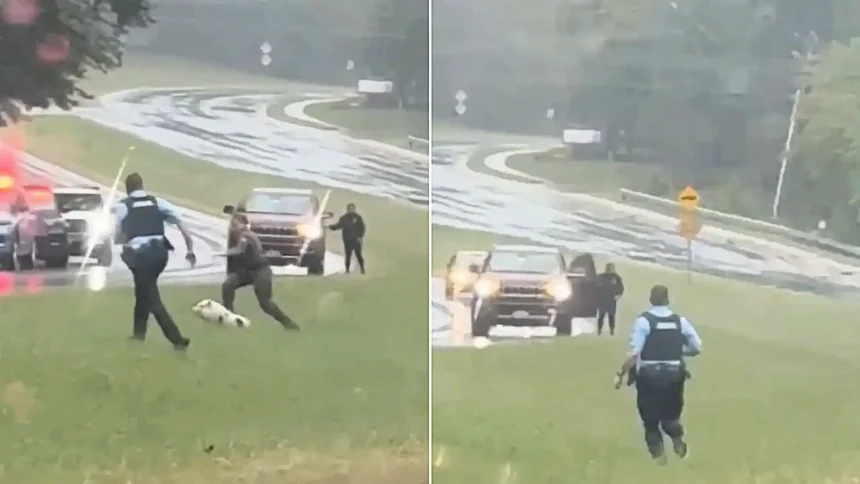 Police in Virginia were given the runaround by an escaped pig in hilarious footage showing officers chasing the speedy porker along a rain-soaked roadside in Dale City.