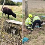 Firefighters freed a 16-stone ram wedged in a concrete pipe after he tried to escape his harem of nine "amorous" ewes - using chimney rods and a sheet.