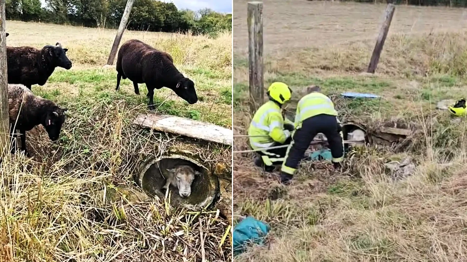 Firefighters freed a 16-stone ram wedged in a concrete pipe after he tried to escape his harem of nine "amorous" ewes - using chimney rods and a sheet.