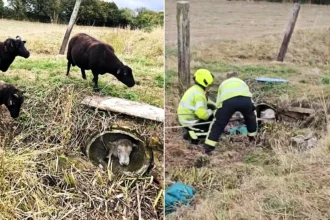 Firefighters freed a 16-stone ram wedged in a concrete pipe after he tried to escape his harem of nine "amorous" ewes - using chimney rods and a sheet.