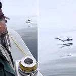 Incredible footage shows the moment a huge thresher shark leaps from the ocean twice in seconds beside a wildlife-watching boat off Cornwall in a rare UK encounter.