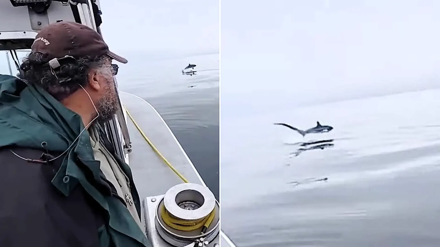 Incredible footage shows the moment a huge thresher shark leaps from the ocean twice in seconds beside a wildlife-watching boat off Cornwall in a rare UK encounter.