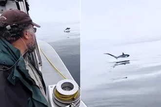 Incredible footage shows the moment a huge thresher shark leaps from the ocean twice in seconds beside a wildlife-watching boat off Cornwall in a rare UK encounter.