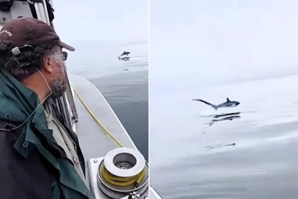 Incredible footage shows the moment a huge thresher shark leaps from the ocean twice in seconds beside a wildlife-watching boat off Cornwall in a rare UK encounter.