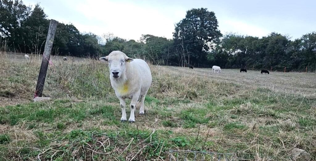 Firefighters freed a 16-stone ram wedged in a concrete pipe after he tried to escape his harem of nine "amorous" ewes - using chimney rods and a sheet.