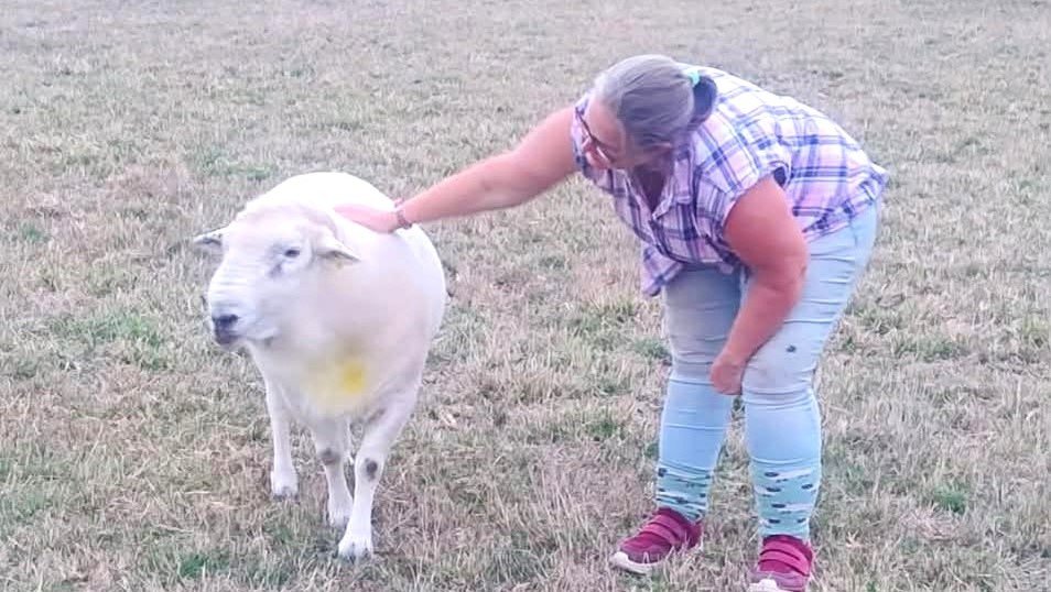 Firefighters freed a 16-stone ram wedged in a concrete pipe after he tried to escape his harem of nine "amorous" ewes - using chimney rods and a sheet.