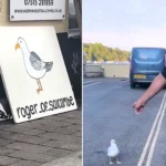 Meet Roger the guard gull - the seaside bird who keeps thieving seagulls away from shops in "Chelsea-on-Sea" in exchange for four prawns a day.