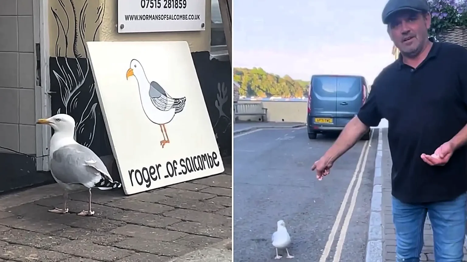 Meet Roger the guard gull - the seaside bird who keeps thieving seagulls away from shops in "Chelsea-on-Sea" in exchange for four prawns a day.