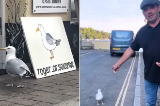 Meet Roger the guard gull - the seaside bird who keeps thieving seagulls away from shops in "Chelsea-on-Sea" in exchange for four prawns a day.