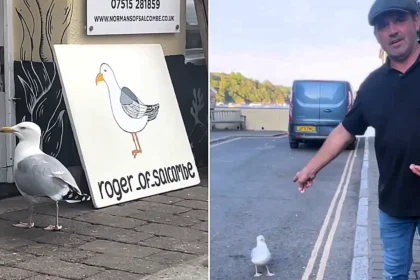 Meet Roger the guard gull - the seaside bird who keeps thieving seagulls away from shops in "Chelsea-on-Sea" in exchange for four prawns a day.