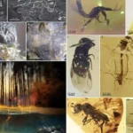 Construction workers accidentally uncovered a 105-million-year-old hoard of rare blue-violet amber packed with more than 1,500 preserved prehistoric creatures.