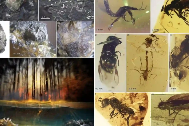 Construction workers accidentally uncovered a 105-million-year-old hoard of rare blue-violet amber packed with more than 1,500 preserved prehistoric creatures.