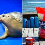 An abandoned seal pup rescued from a Teesside beach is having her eye infection treated with cold Yorkshire Tea - and the brand sent 1,000 bags to help.