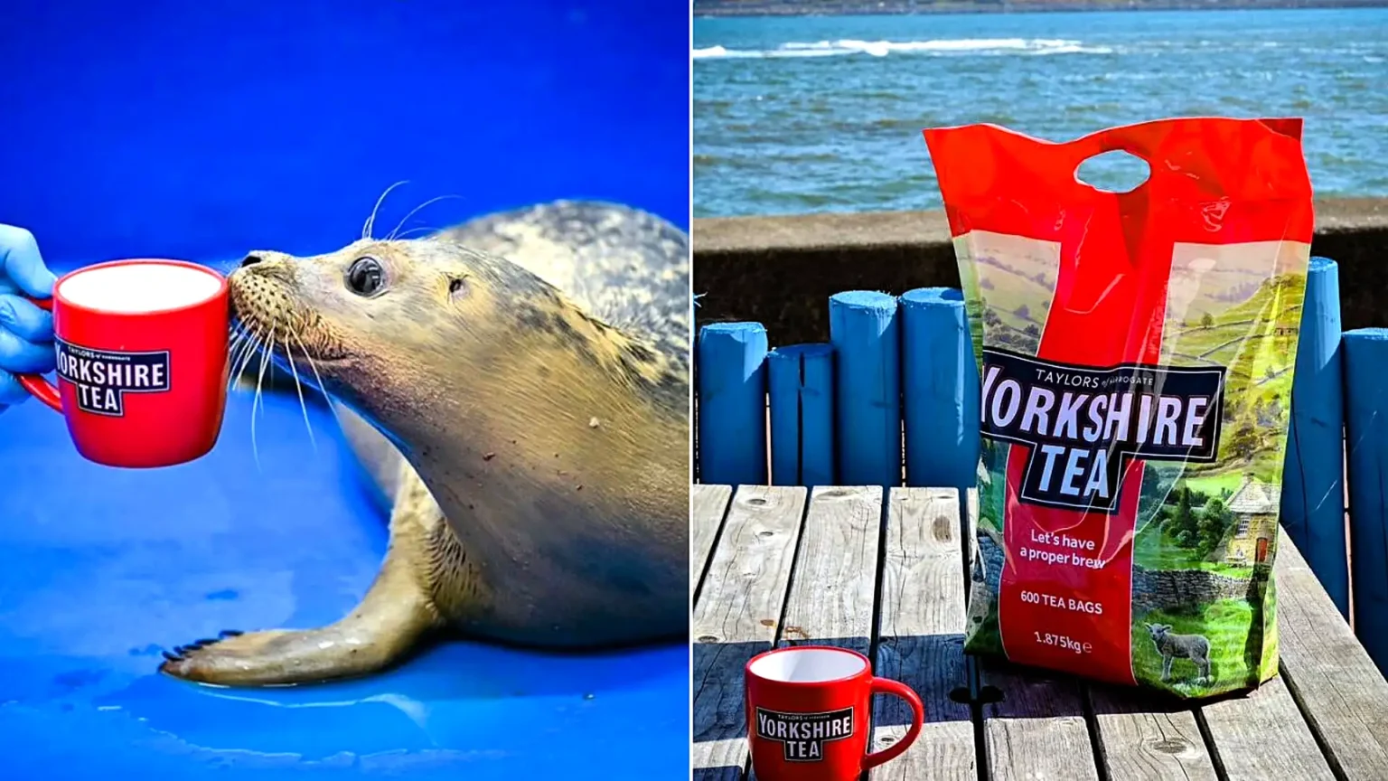 An abandoned seal pup rescued from a Teesside beach is having her eye infection treated with cold Yorkshire Tea - and the brand sent 1,000 bags to help.