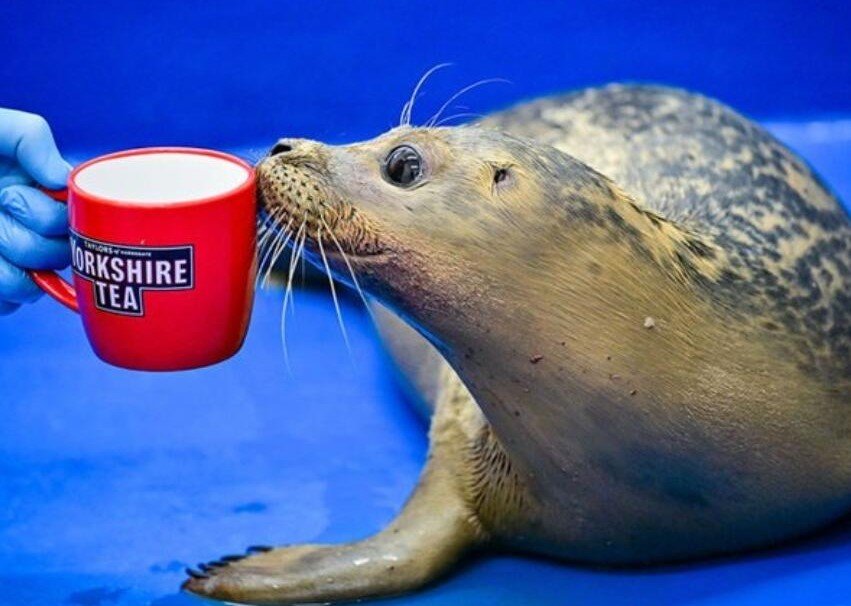 An abandoned seal pup rescued from a Teesside beach is having her eye infection treated with cold Yorkshire Tea - and the brand sent 1,000 bags to help.