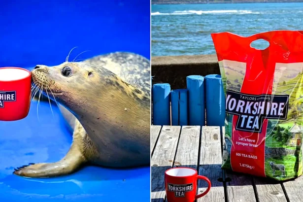 An abandoned seal pup rescued from a Teesside beach is having her eye infection treated with cold Yorkshire Tea - and the brand sent 1,000 bags to help.