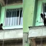 Watch the hilarious moment a monkey grabs a builders' rope and abseils down a Rio tower block - a Mission: Impossible stunt that left viewers in stitches.