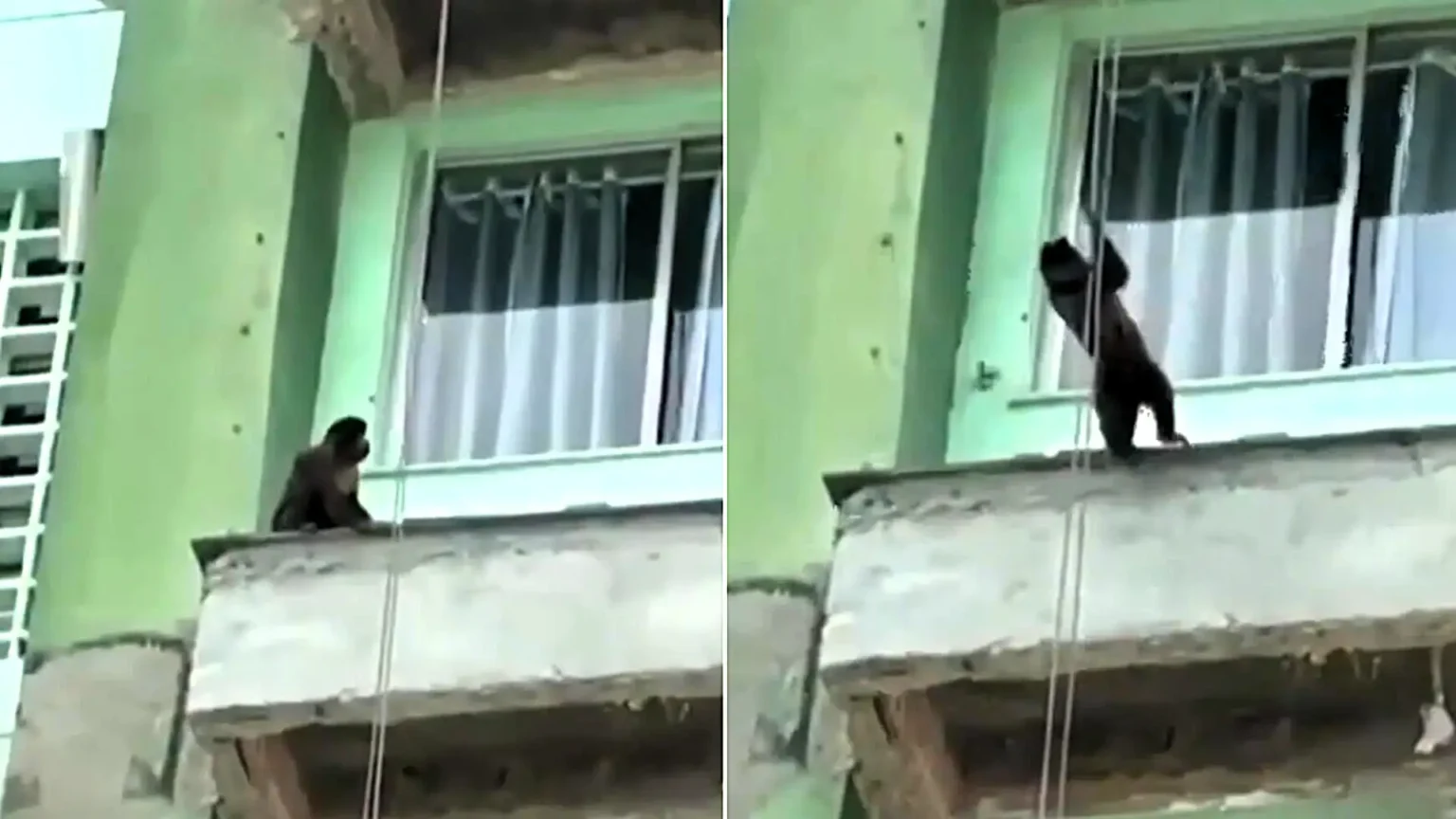 Watch the hilarious moment a monkey grabs a builders' rope and abseils down a Rio tower block - a Mission: Impossible stunt that left viewers in stitches.
